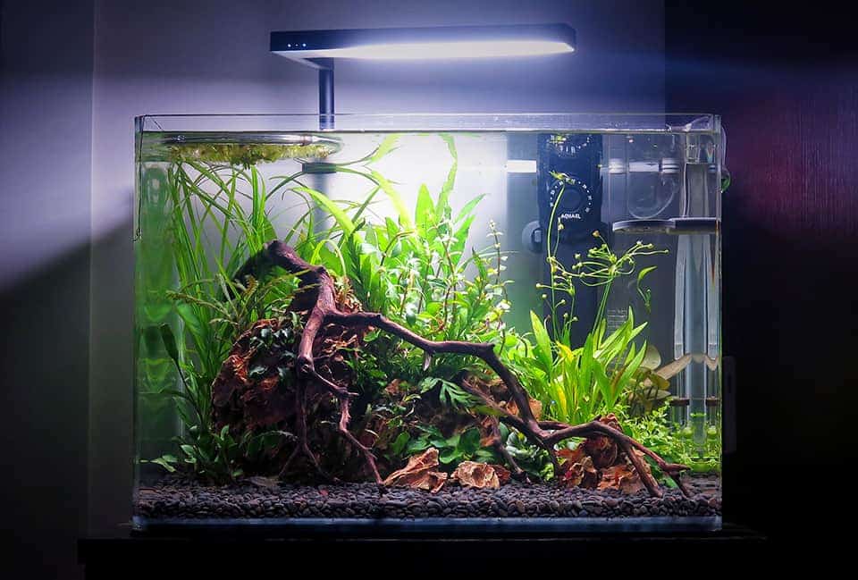 Acquario da 30 litri