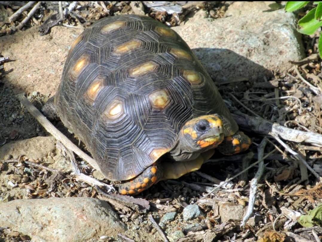 Chelonoidis Carbonaria