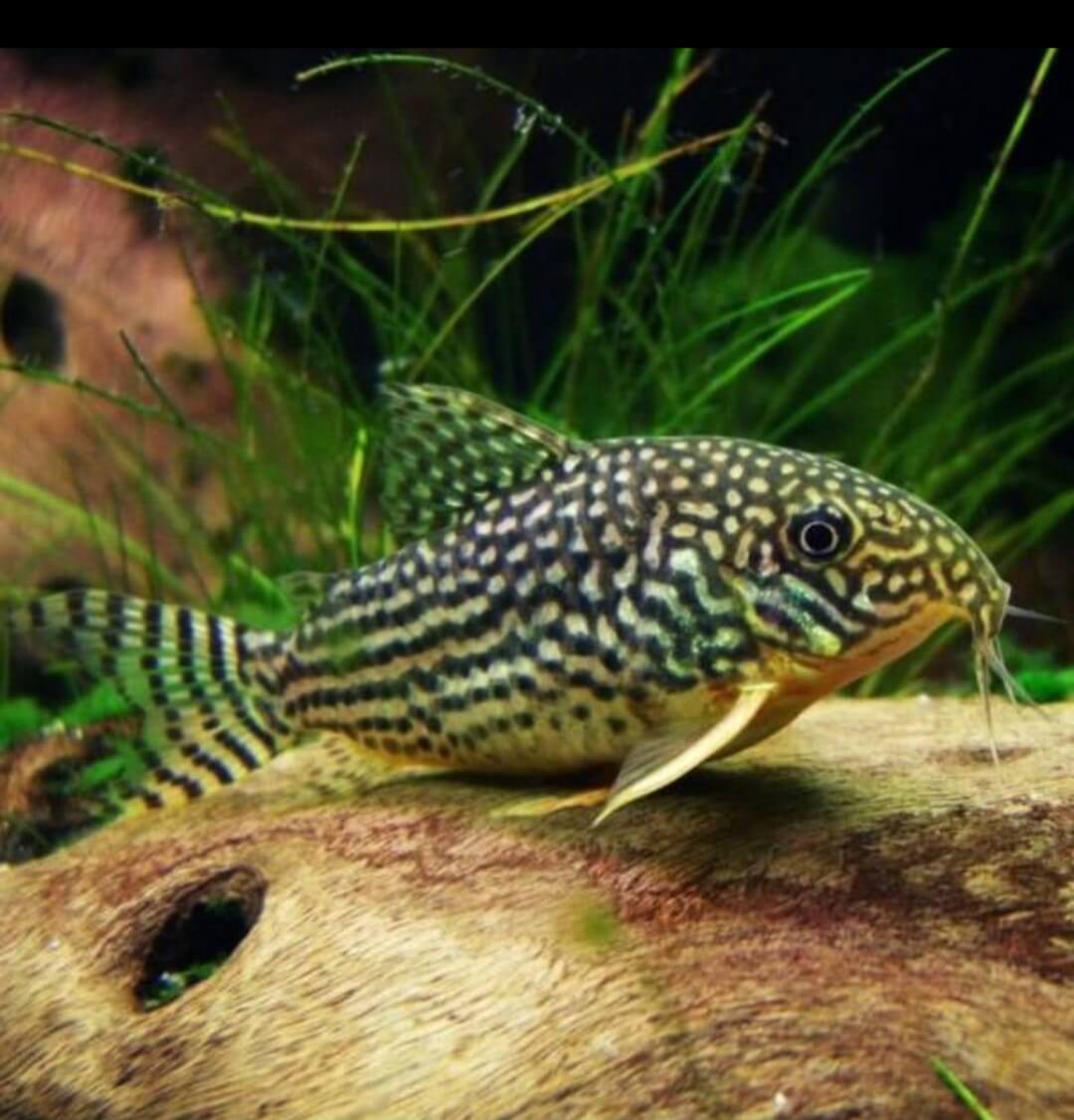Corydoras Sterbai