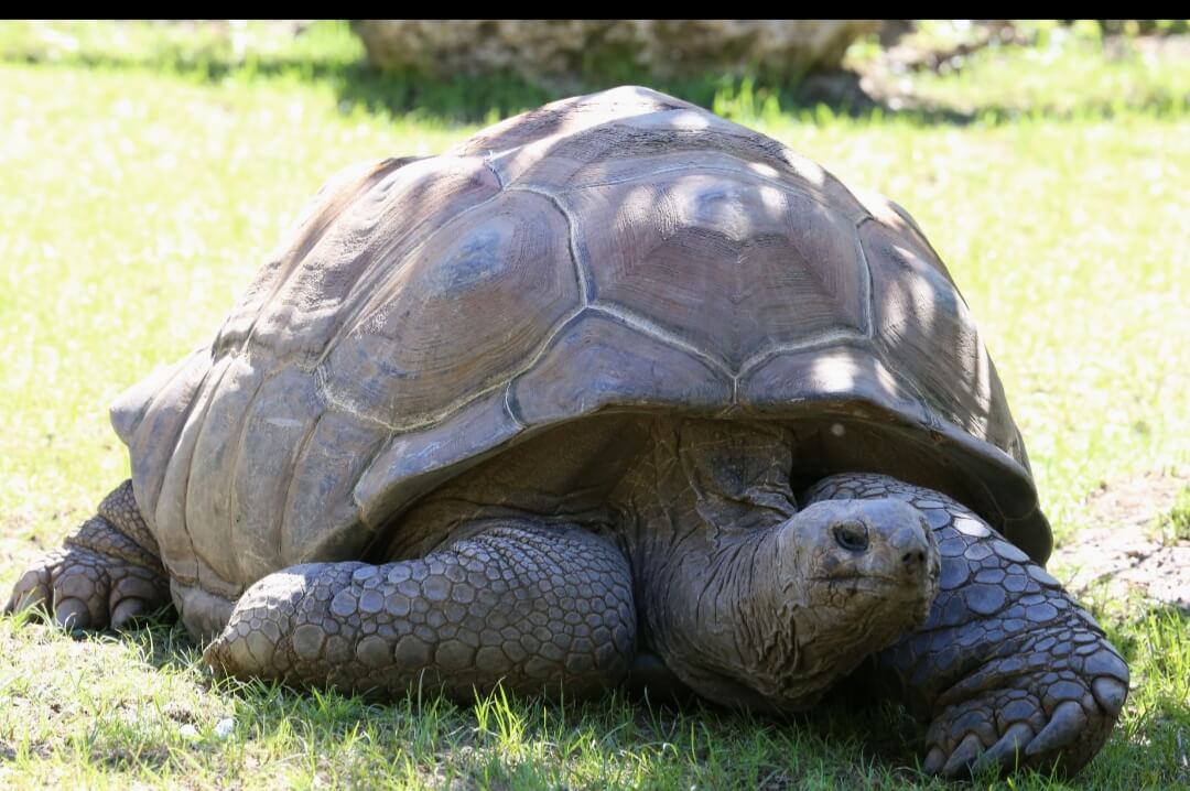 tartaruga gigante di Aldabra