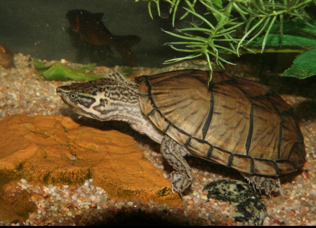 tartaruga del muschio