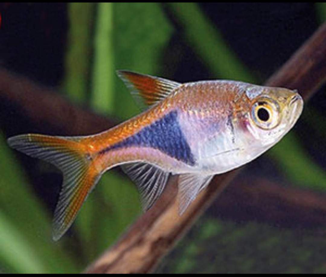 pesce arlecchino rasbora arlecchino