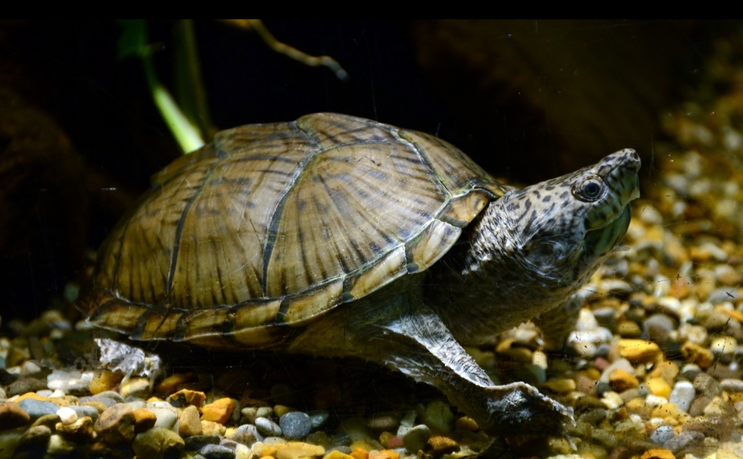 Sternotherus Carinatus