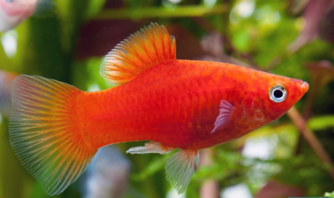 pesce platy