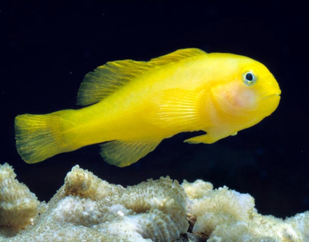gobbio di okinawa
