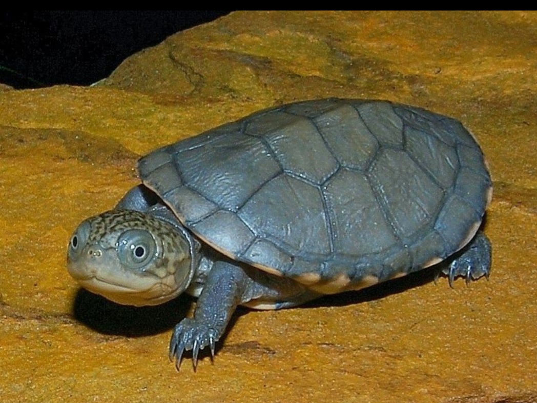 tartaruga elmetto africana