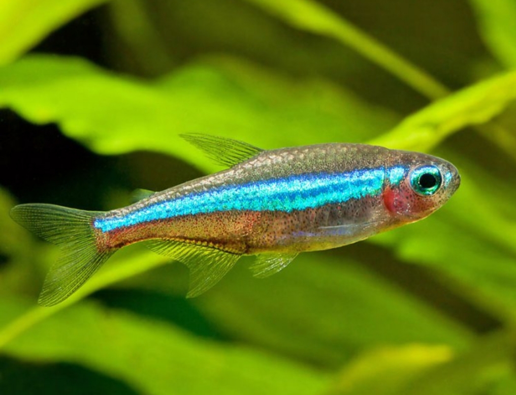 neon tetra