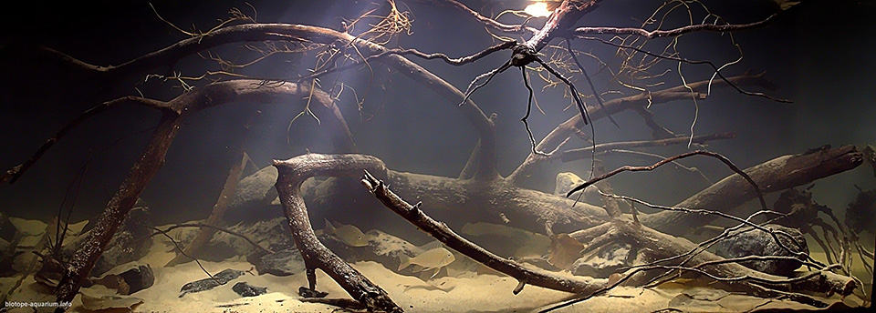Biotopo acquario