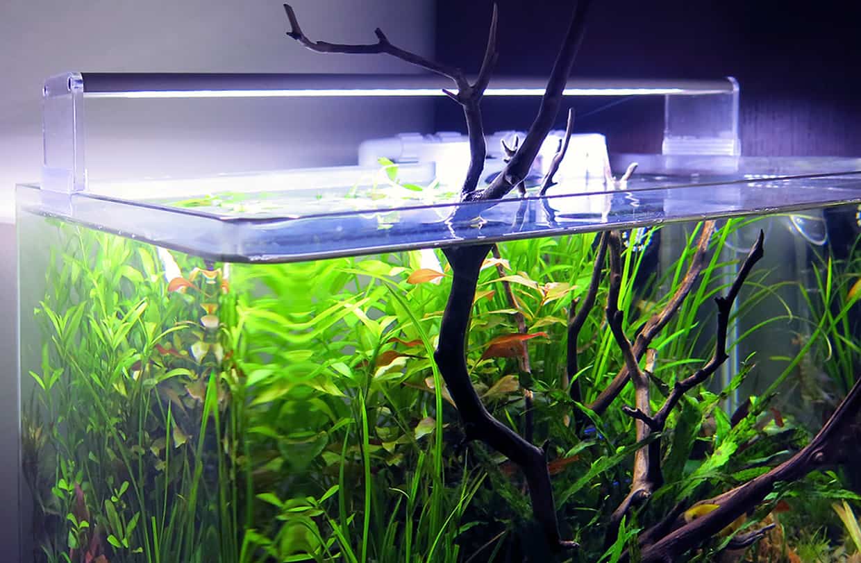 Pesci tropicali piccoli per aquascape