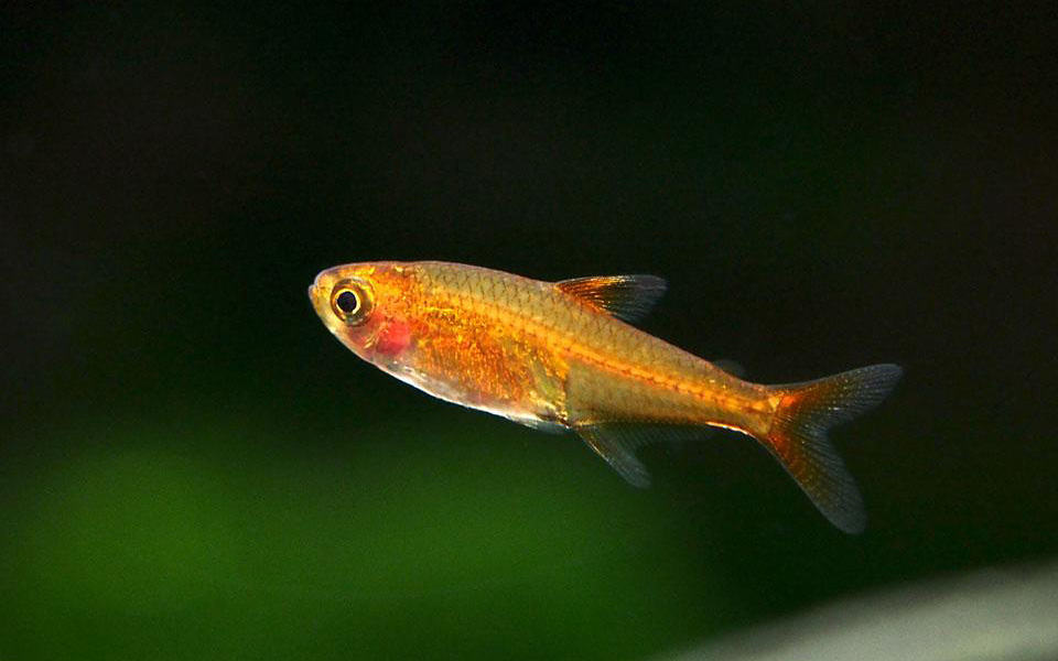 Pesci tropicali piccoli