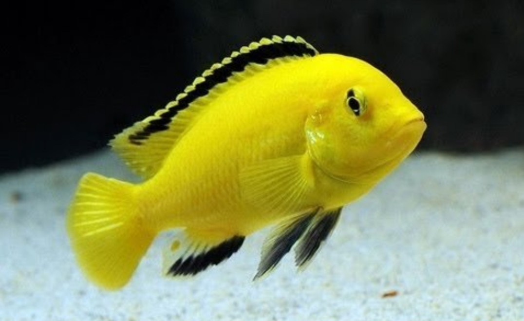 ciclidi Malawi labidochromis caeruleus