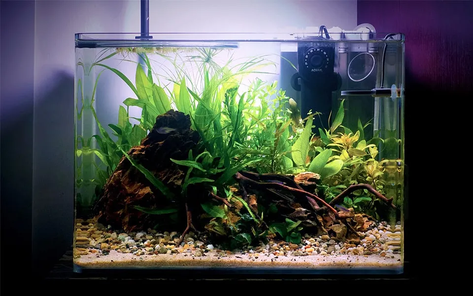Acquario con piante in casa