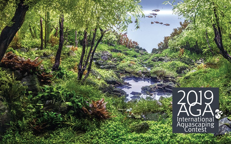 Aquascape contest