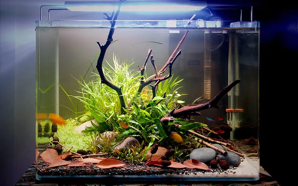 Design acquario: iniziamo dall'hardscape