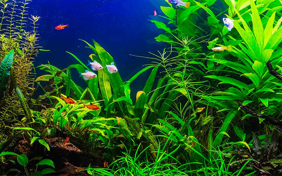 Fertilizzante per acquario completo