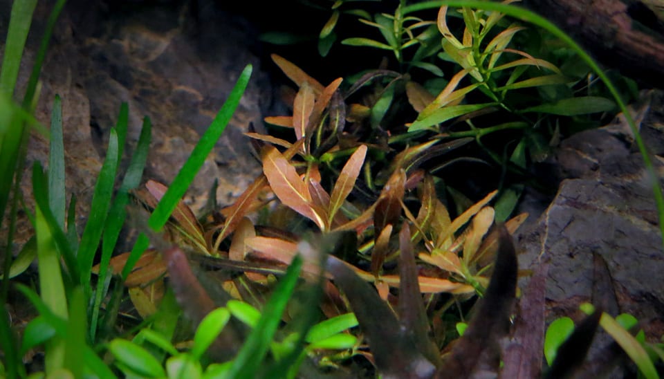 Hygrophila Araguaia