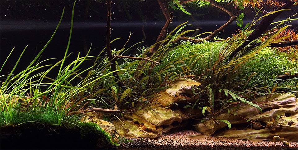 Hygrophila pinnatifida