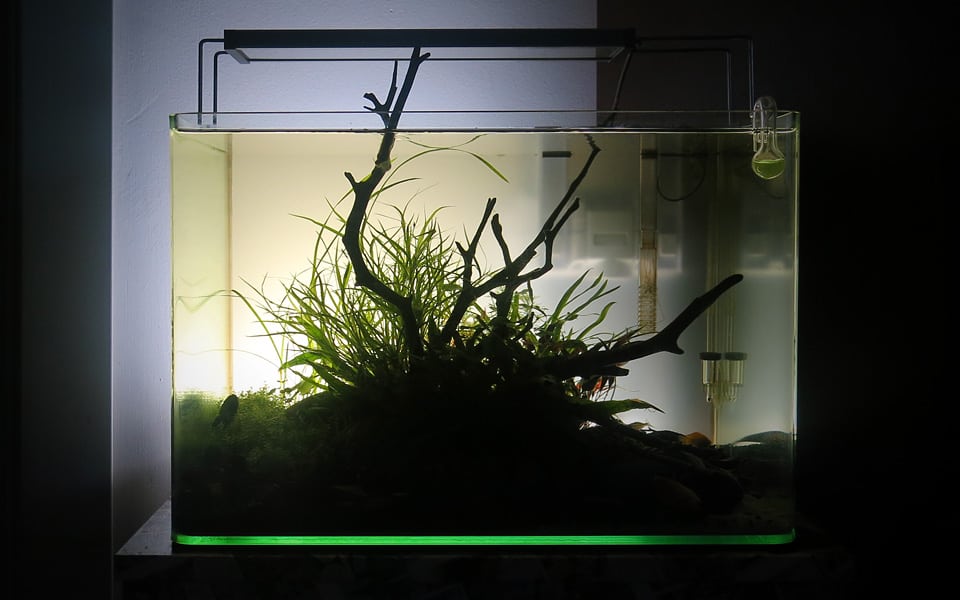 Illuminazione posteriore acquario