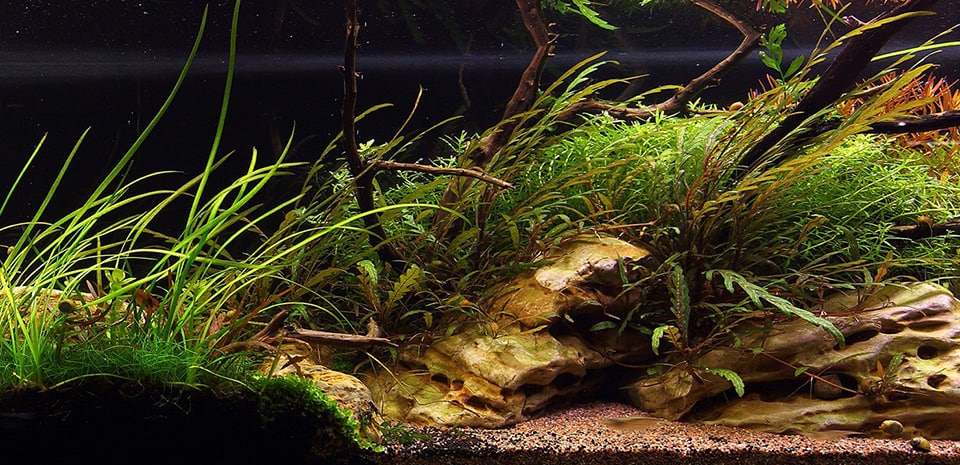 Layout Tropica