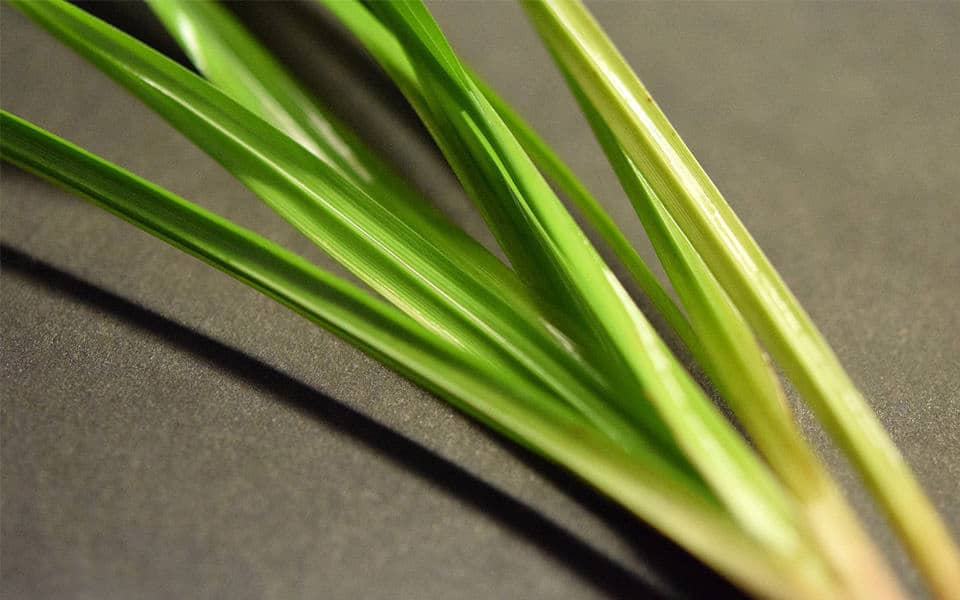 Papiro egiziano nell'acquario in casa