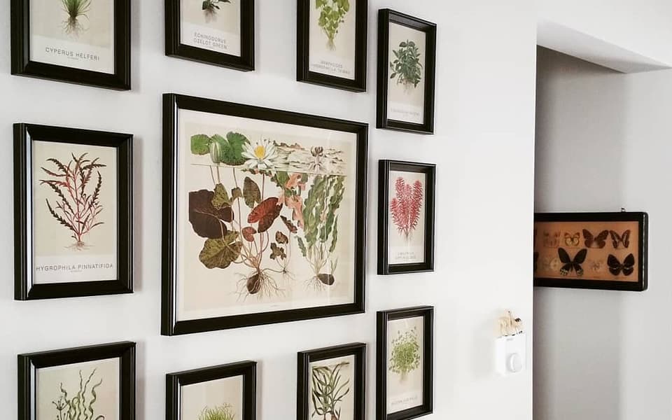 Piante per acquario tropicale in cornice