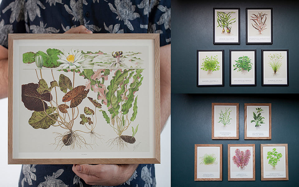 Piante per acquario tropicale in cornice