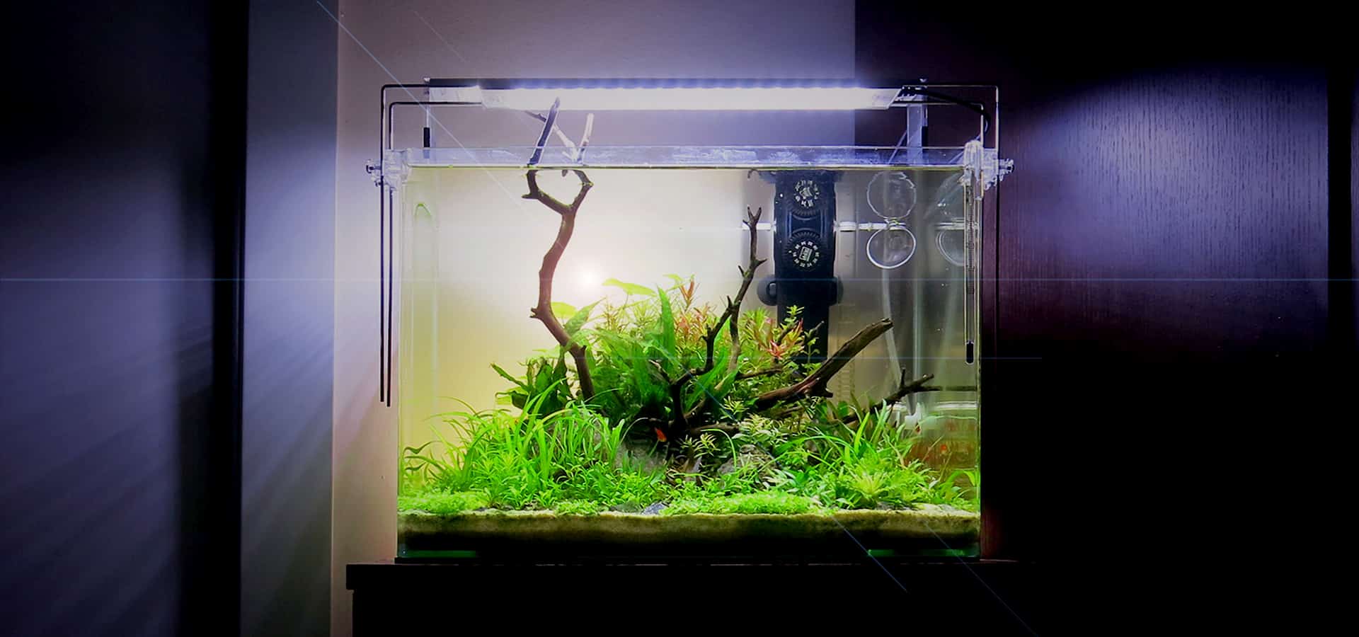 Piante per l'acquario naturale in casa