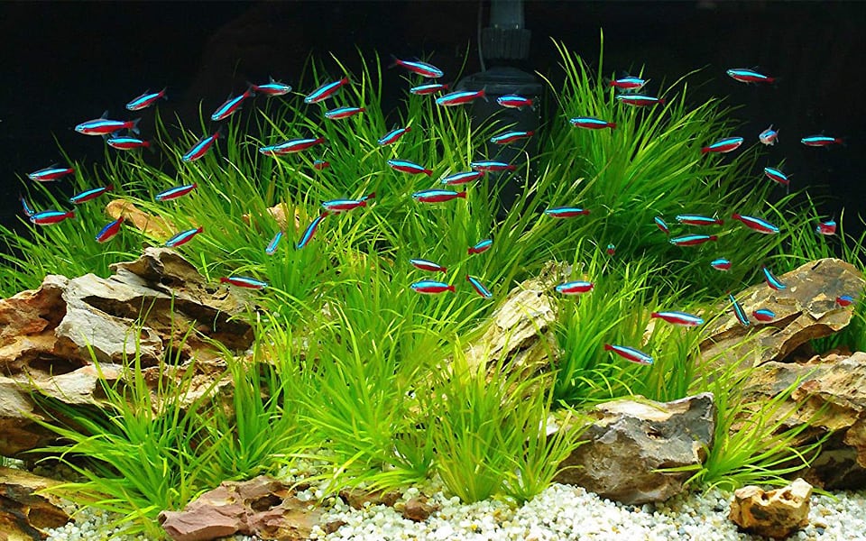 Rocce per acquario: paesaggi sommersi