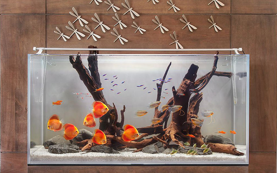 Sculture viventi in un acquario in casa