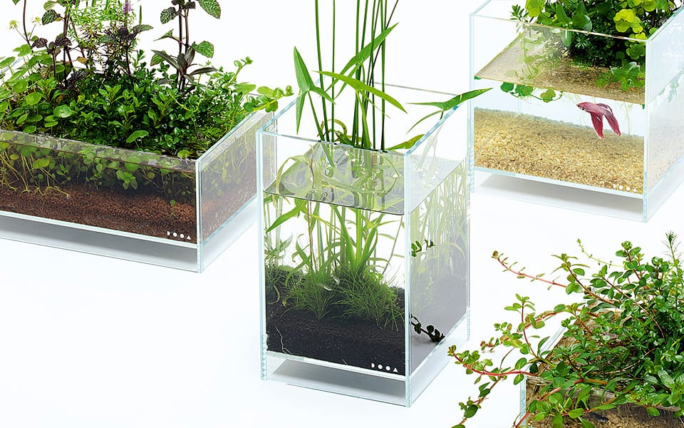 Acqua terrario o acquario naturale?