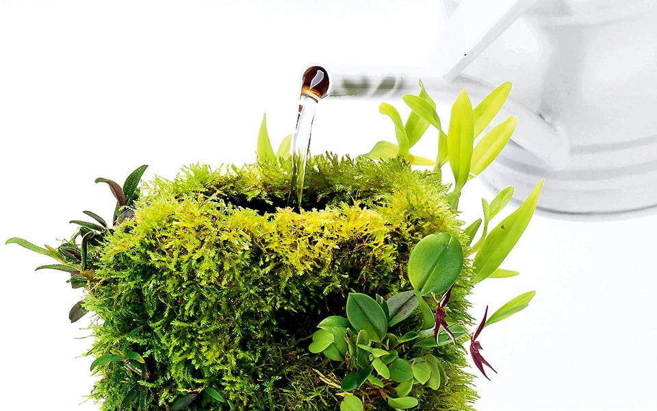 Acqua terrario o acquario naturale?