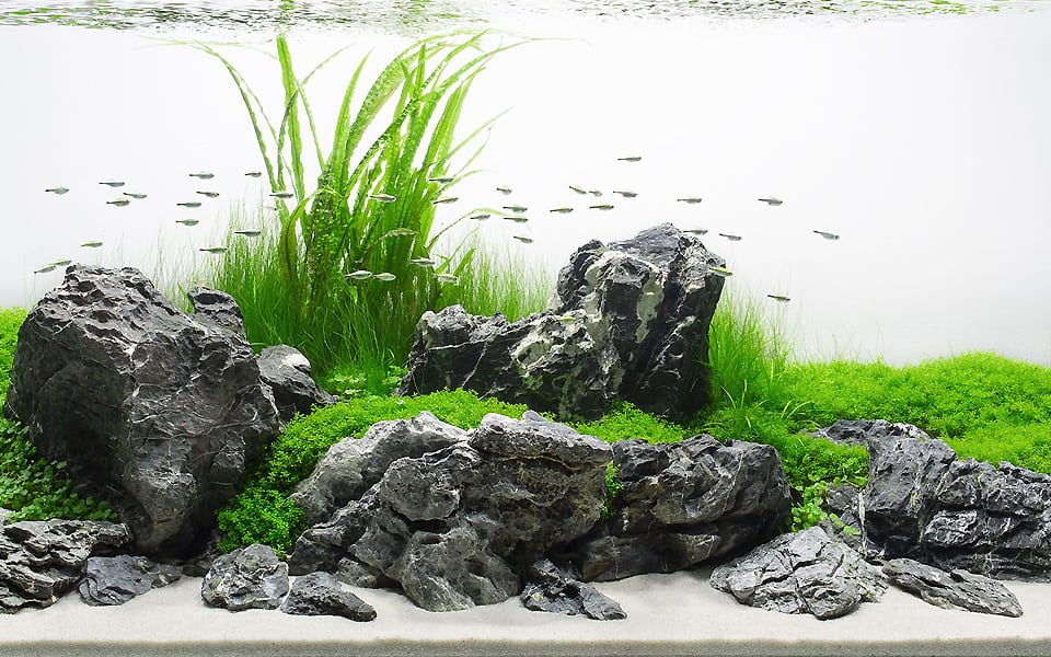 Acquario Iwagumi: aquascape in casa