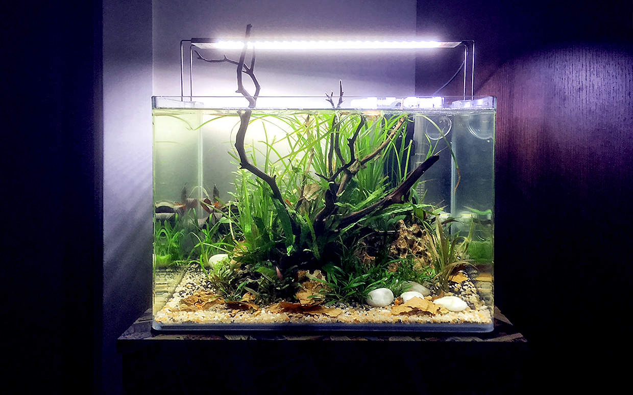 Acquario da 30 litri in stile aquascape