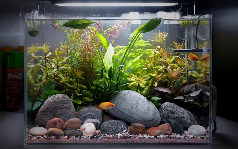 Acquario nano