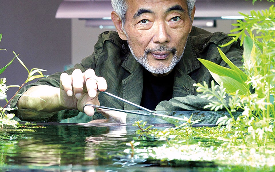 Acquario tropicale con piante di design