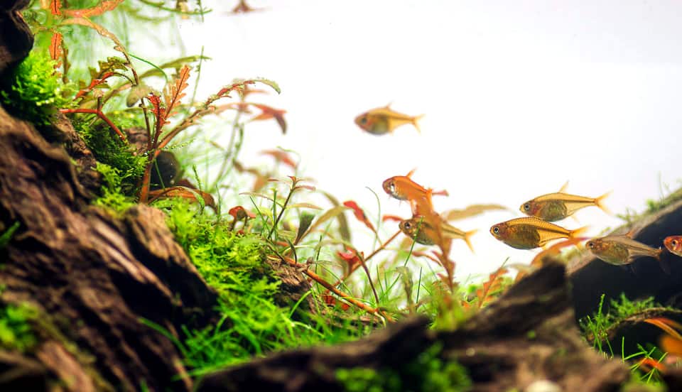 Gestione acquario naturale