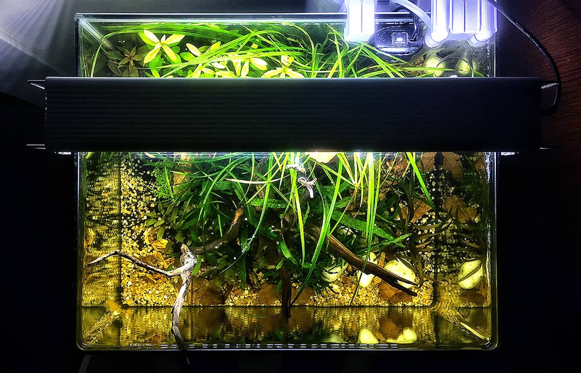 Cosa mangiano i pesci dell'acquario?