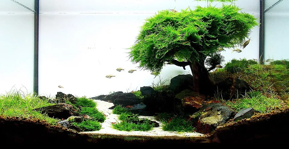 Fondo per acquario