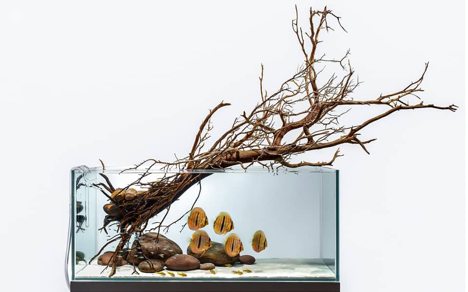 Foto acquario: scatti straordinari