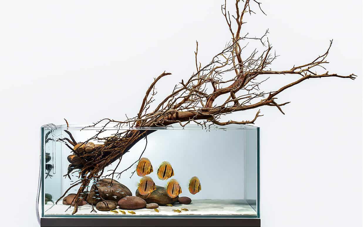 La natura è bellezza, un acquario è arte