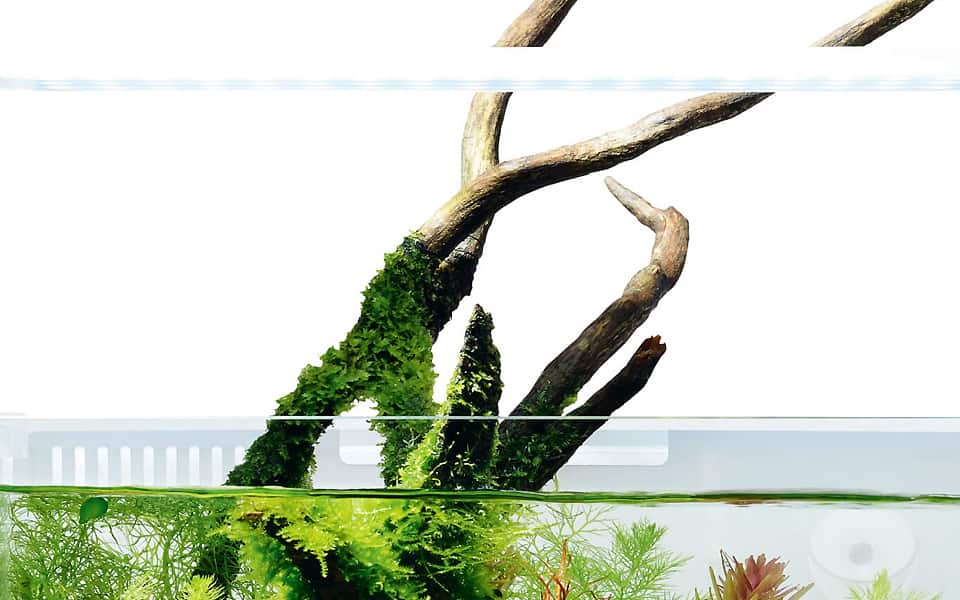 Piante in vetro e terracquari