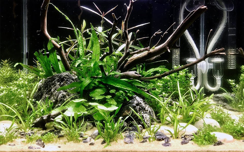 Piante per acquario resistenti: Microsorum