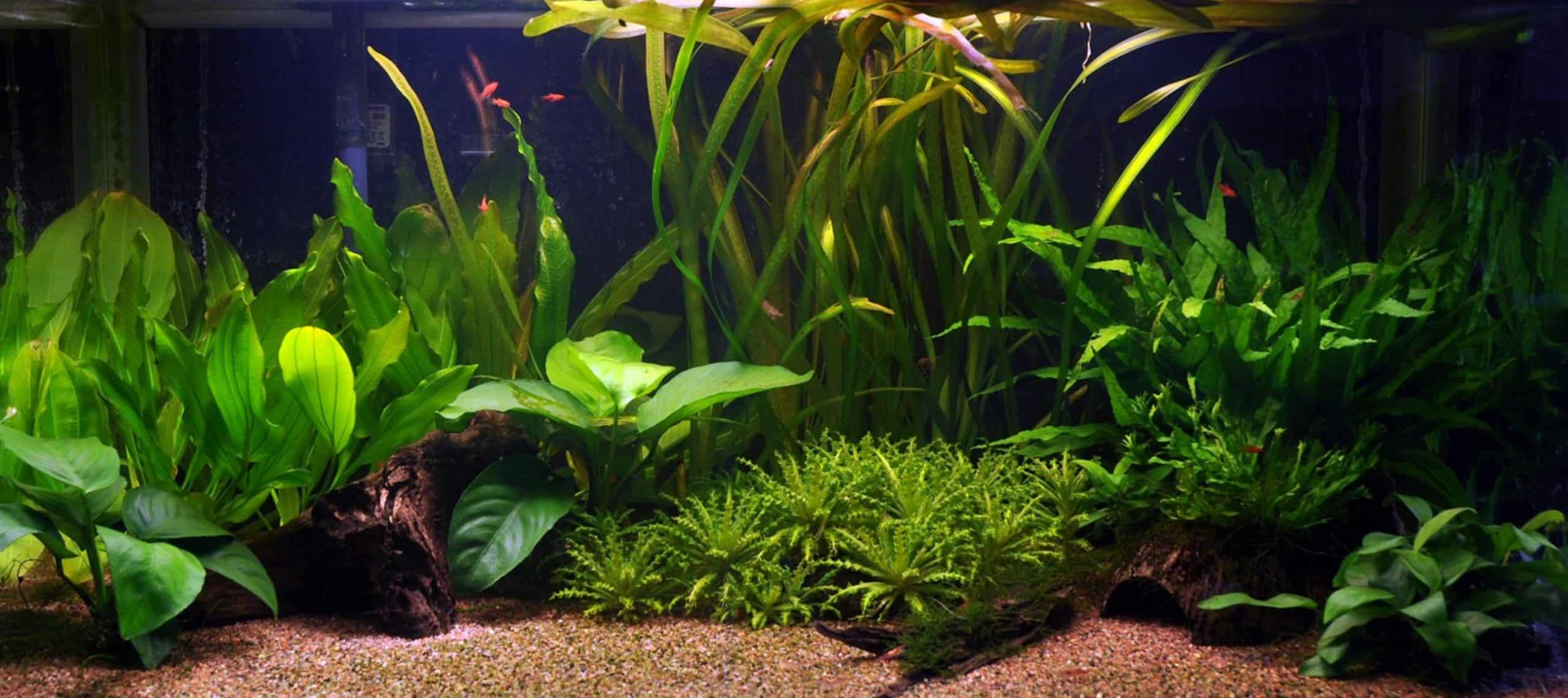 Piante per acquario resistenti