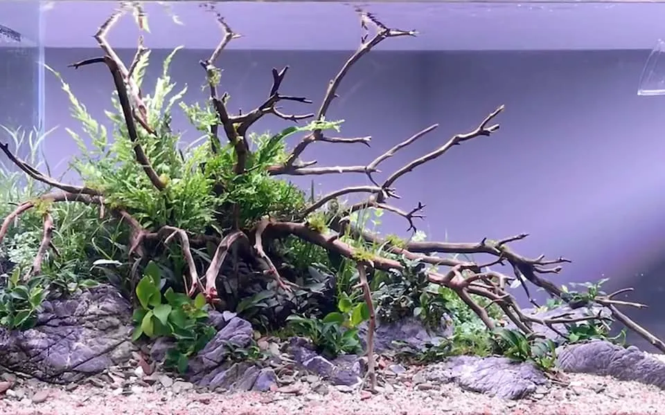 Piante per acquario senza fondo fertile