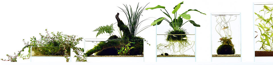 Piante in vetro
