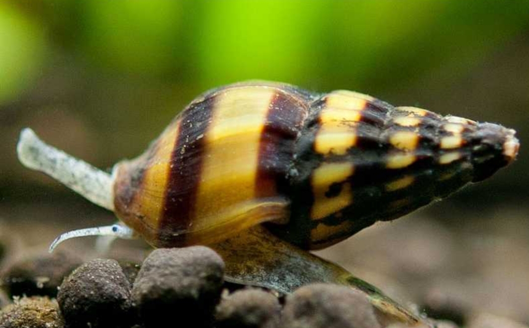 lumaca killer acquario