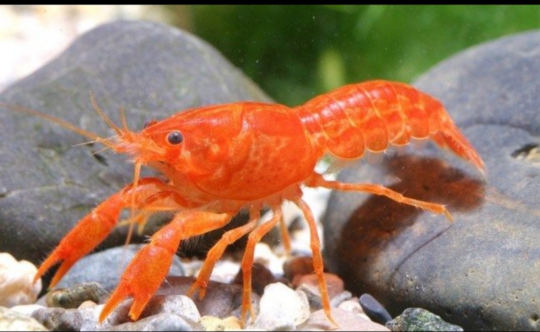 Cambarellus Patzcuarensis