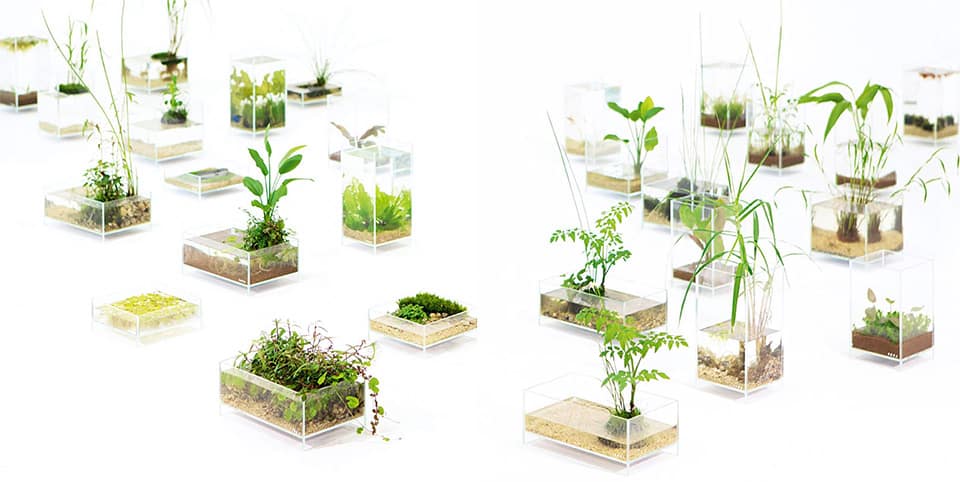 Acquario piccolo Wabi-Kusa