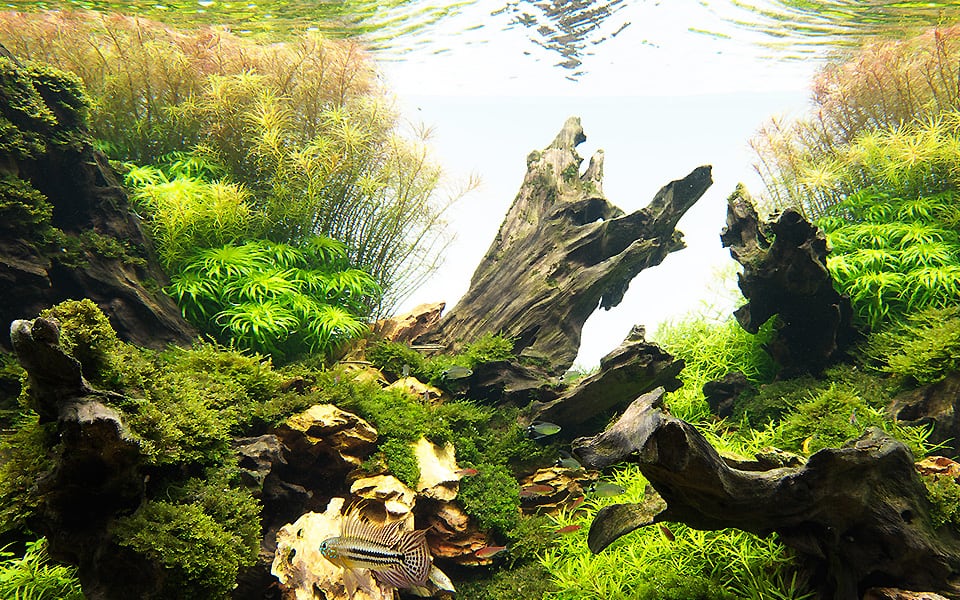 Acquario nuovo: natura in vetro