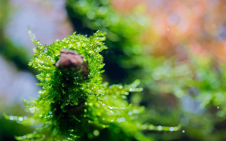 Alghe nell'acquario: cosa fare